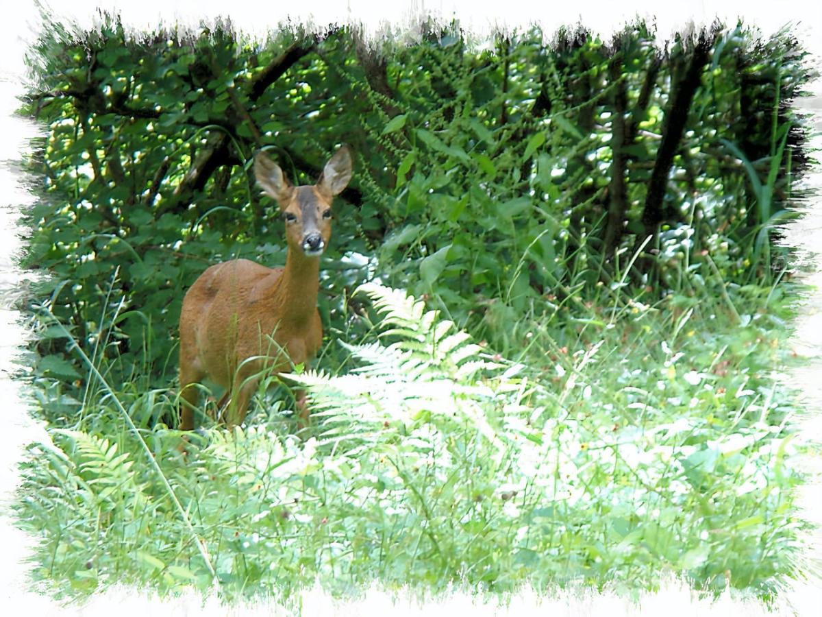 Blelham Tarn Rustic In Tranquil Woodland Hébergement de vacances *